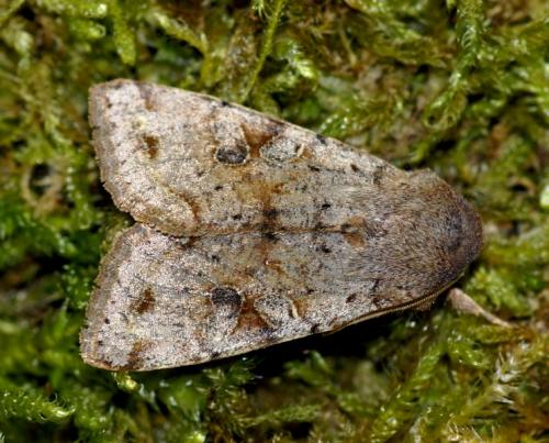 Réf. 246 921 : Orthosia incerta